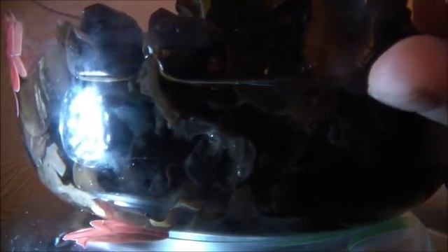 Рост му эр (Китайский чёрный древесный гриб) смотреть онлайн