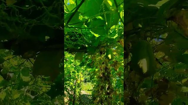 чайот мексиканский огурец.