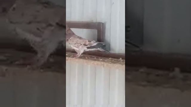 Продажа бакинских мраморных голубей! Мраморные голуби широкохвостые.