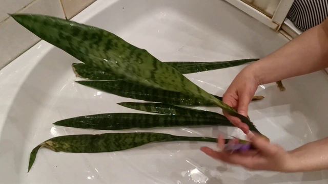 Сансевиерия сгнила😔