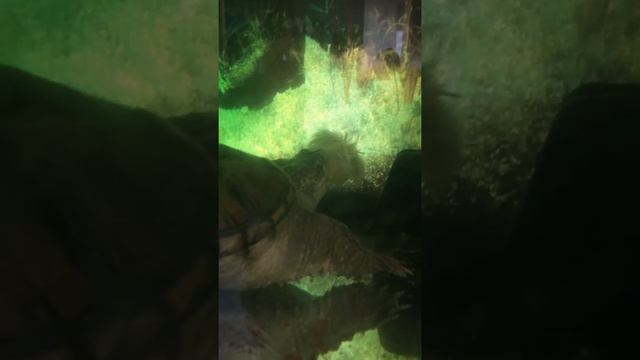 Каймановая черепаха ест цыплёнка смотреть онлайн