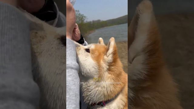 Ну дай маненько🙈 #dogs #акита #видеосживотными #акитаину #dog #akitainu #виделиливидео смотреть онлайн