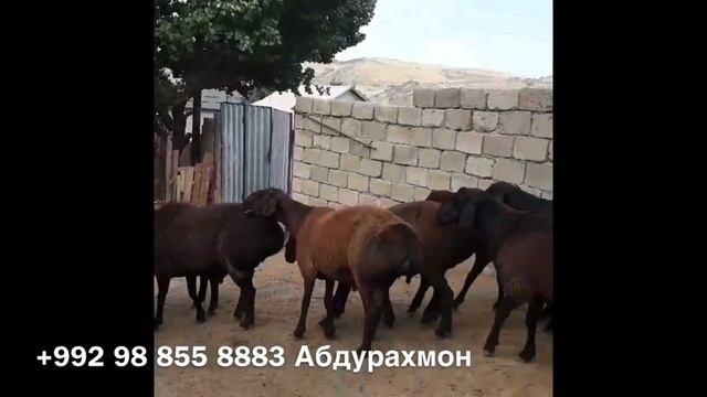 Гиссарские овцы Ходжимирзокарима. Годовалые баранчики смотреть онлайн
