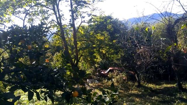 Абхазия 2020 мандариновый сад смотреть онлайн