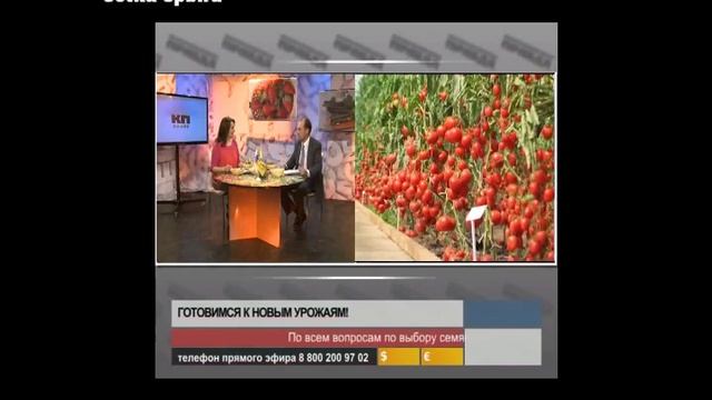 16 сорта томатов для теплиц смотреть онлайн