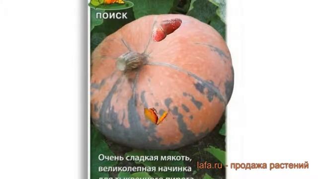 Тыква крупноплодная Зорька (zorka) ? тыква Зорька обзор: как сажать семена тыквы Зорька смотреть онлайн