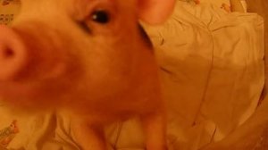 Минипиги микропиги приучение к лотку. Питомник «Little Pig»