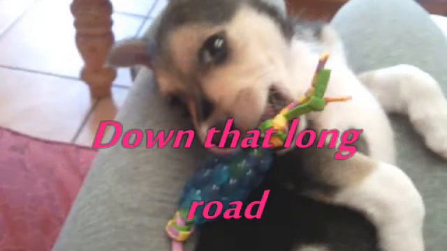 African Tails video смотреть онлайн