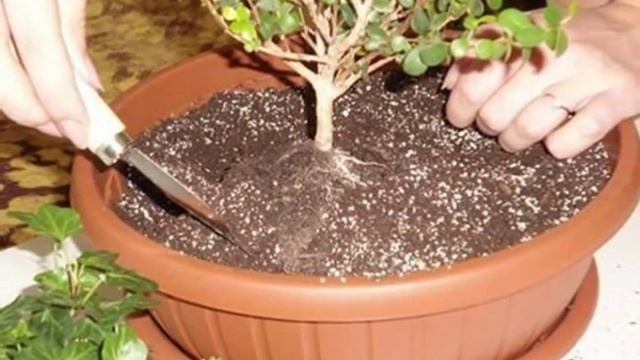Мастер класс по изготовлению мини сада в горшке смотреть онлайн