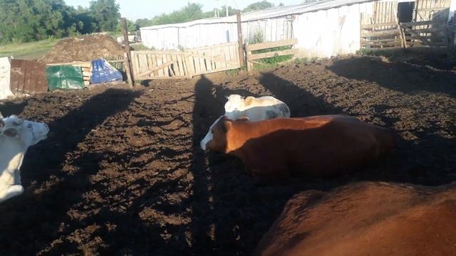 Когда осеменять телку? Симменталы. смотреть онлайн