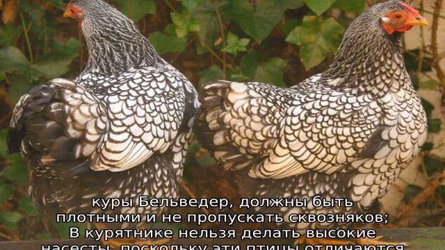 Куры Билефельдер смотреть онлайн