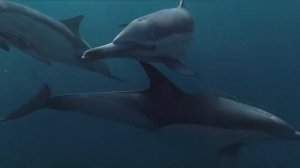 Звуки и песни дельфинов под водой. Sounds and songs of dolphins under water.