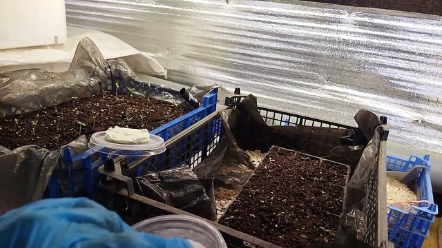 Микориза ускоряет прорастание семян. смотреть онлайн