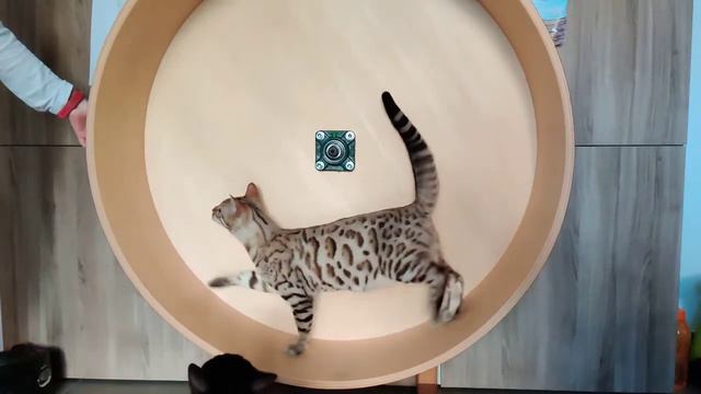 Everest Gatto Bengala sulla ruota bengal cat wheel смотреть онлайн
