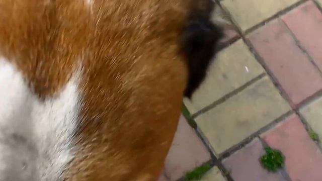 #VLOG#КУРГАН) ЛЕС)) СОБАЧКИ:* смотреть онлайн