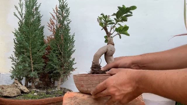 How To Make Ficus Macrophylla Bonsai And Place Moss Around It .