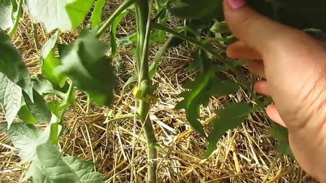 Это удобрение идеально подходит для любых овощных культур. смотреть онлайн