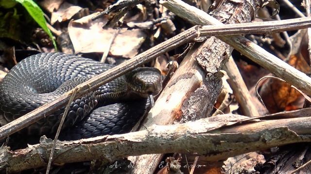 Обыкновенная гадюка - COMMON EUROPEAN ADDER (Vipera Berus)
