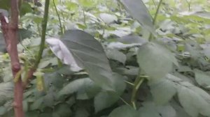 Новинка!!! Уникальные плоды шелковицы сорта Пакистан Белая (Mulberry Pakistan White)