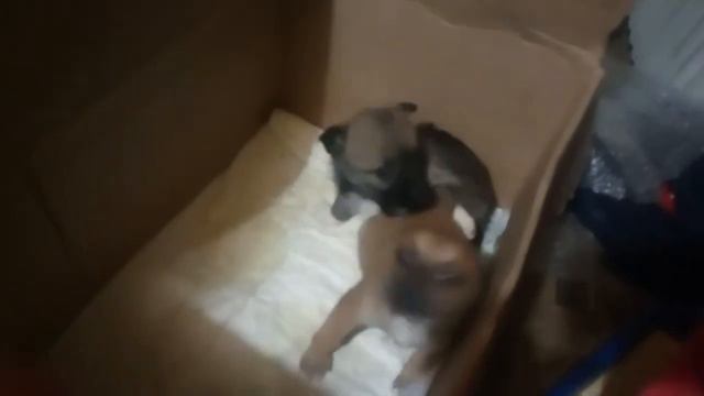 У КАЖДОГО В 2018 ГОДУ ДОЛЖНА БЫТЬ ОДНА, А ЛУЧШЕ ДВЕ СОБАКИ -"Дворянской "породы. смотреть онлайн