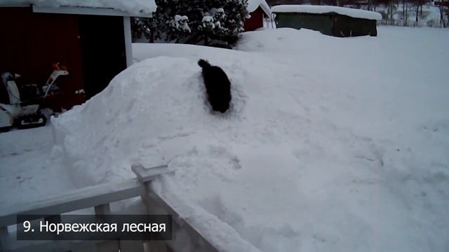 ТОП-22 самых умных пород кошек в мире смотреть онлайн
