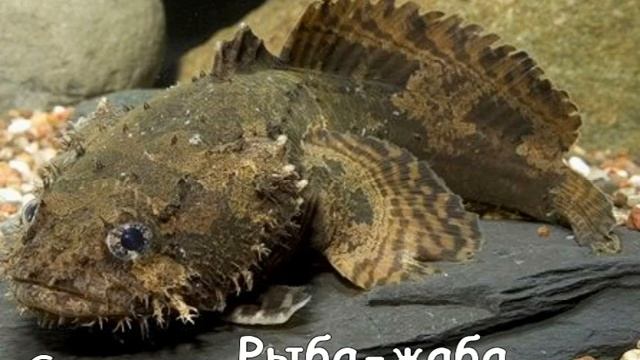 Рыба-жаба- смотреть онлайн