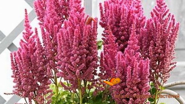 Астильба китайская Караоке Парти (astilbe) ? обзор: как сажать, саженцы астильбы Караоке Парти смотреть онлайн