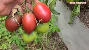 ТОМАТ ПУРПУРНЫЙ РУССКИЙ. ОБЗОР КУСТА И ПОМИДОР ?. Tomatoes PURPLE RUSSIAN.