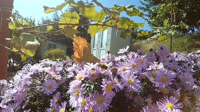 Пчёлы-трутни на сентябринах. (slow motion) смотреть онлайн