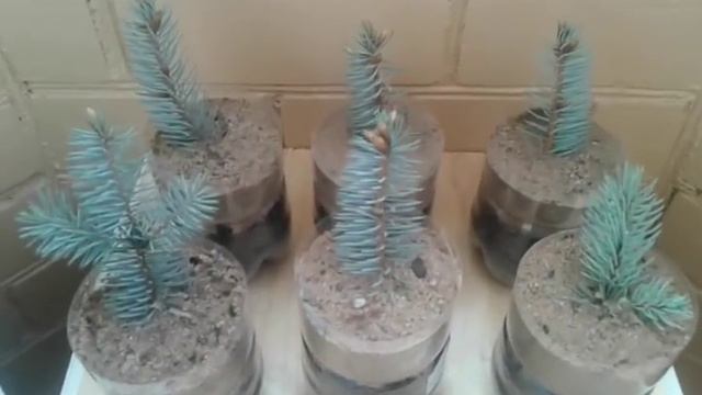 Голубая ель Выращивание черенками Посадки 05.2016 смотреть онлайн
