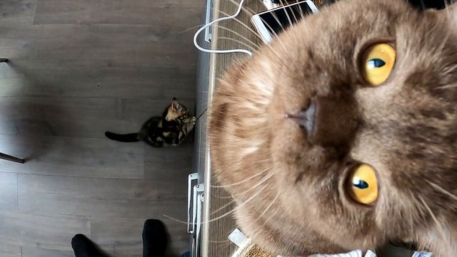 КОТЫ 1 смотреть онлайн