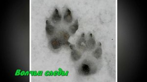 Занятие 15. Чьи следы на снегу .mp4