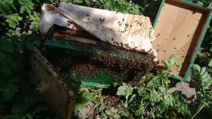 на пасеке третий рой.mp4