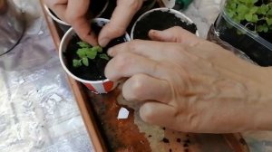 Годеция. Пикировка рассады из семян, выращенной на балконе, на 35 день от посадки. Букеткая посадка