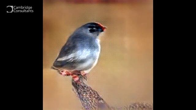 Generative Adversarial Networks (GAN): Freaky morphing birds смотреть онлайн