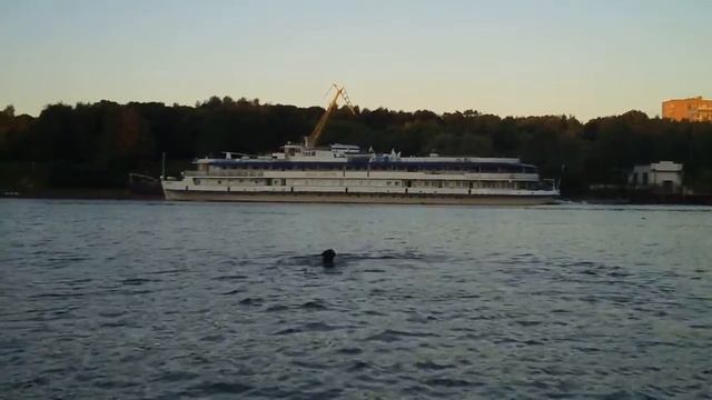 Dog swimming Собака плывёт смотреть онлайн