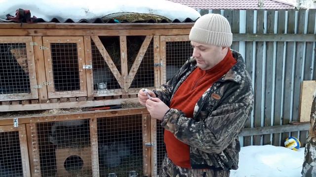 Вздутие живота у кроликов смотреть онлайн