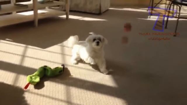 Кошки и собаки видео про радостные встречи