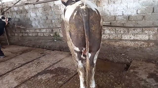 шанбе хучанд молбозори Худжанд смотреть онлайн