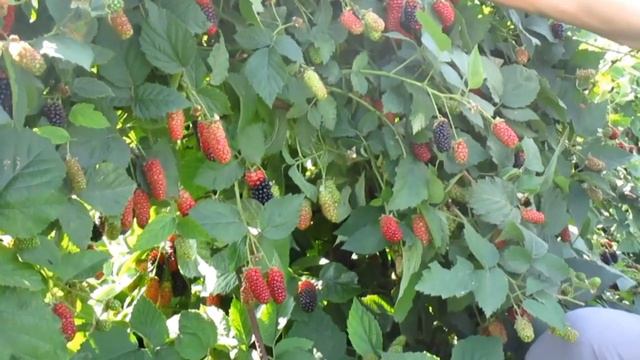 Садовая ежевика Карака Блек у Гуленина М. В. смотреть онлайн