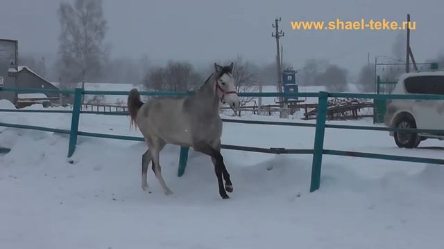 Dami Shael (Makka Shael - Dalit Shael), 2 y. o., akhal-teke filly, ахалтекинская кобыла. смотреть онлайн