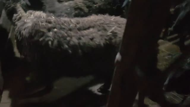 Гороховый суп.Картошка с грибами.Сельская жизнь,как она есть.. смотреть онлайн