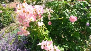 Ландшафтные розы моего сада.