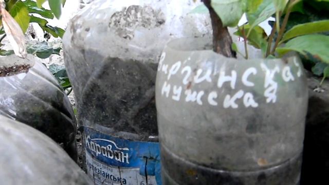 Посадка хурмы. Мастер класс от Степана Михайловича. смотреть онлайн