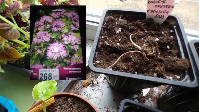 Часть 1. Обзор подоконников 2023 год! А мне все мало !? смотреть онлайн