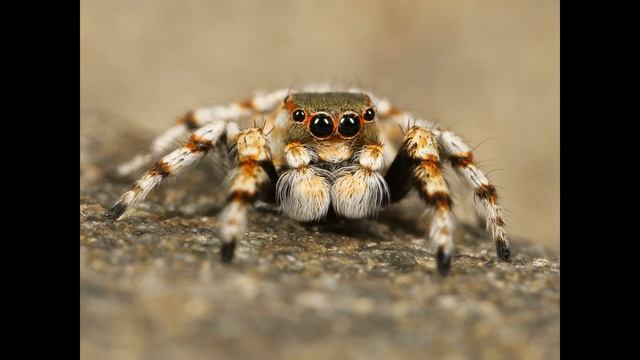 Как долго животные могут прожить без еды ТОП 10 животных смотреть онлайн