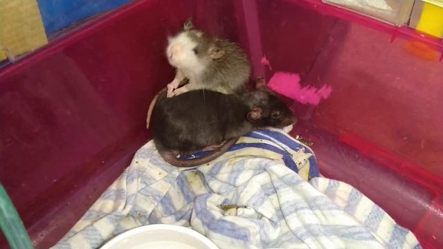 Травленые крысята из Нахабино, день 2 смотреть онлайн