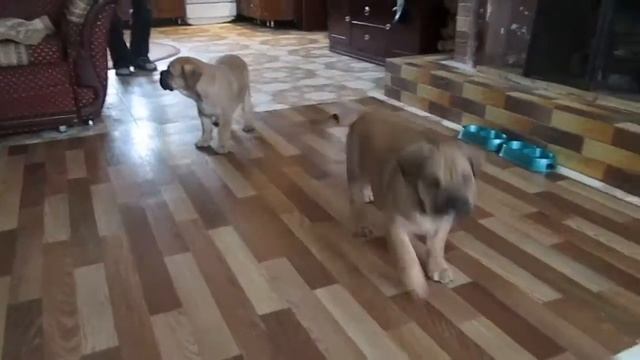 Щенки Ка Де Бо из питомника Ideal Dogs смотреть онлайн