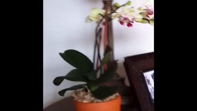 yay for sales! | phalaenopsis + cymbidium orchids смотреть онлайн