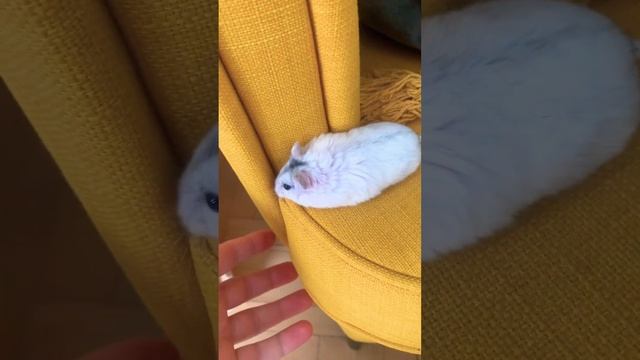 #⃣ Огромный хомяк /Huge hamster смотреть онлайн
